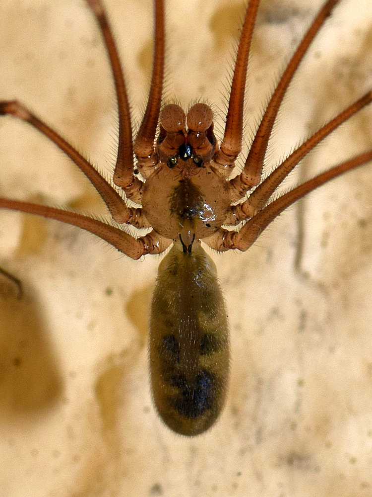 Spider.jpg