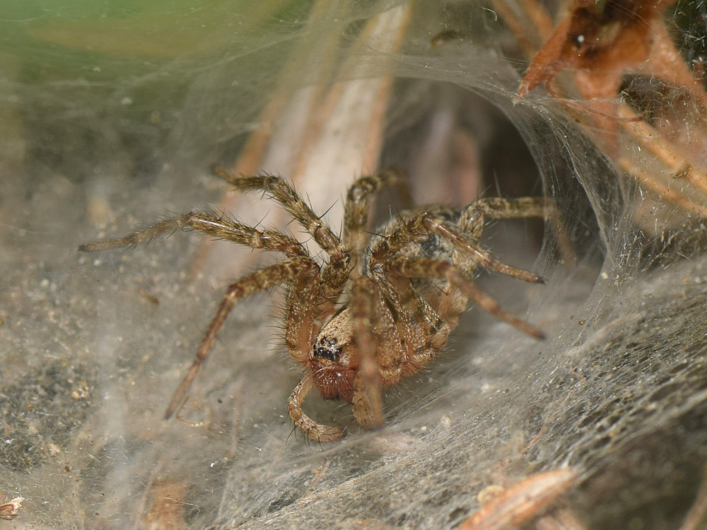 Spider.jpg