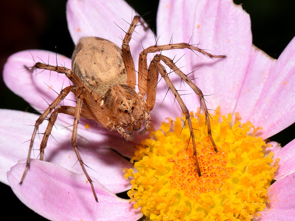 Spider.jpg
