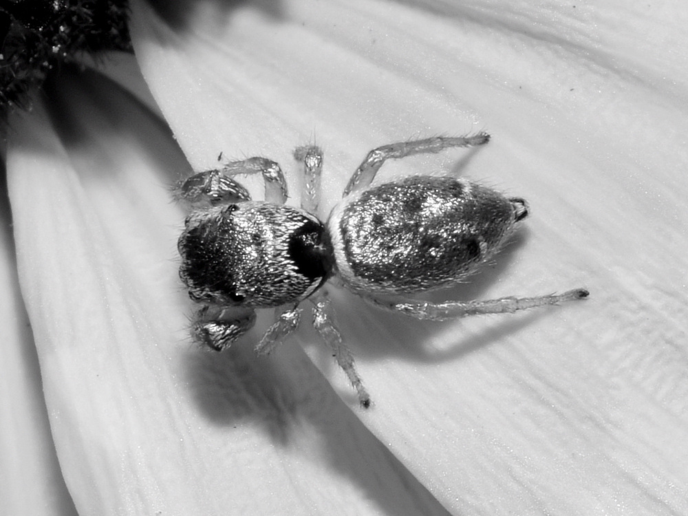 Spider.jpg