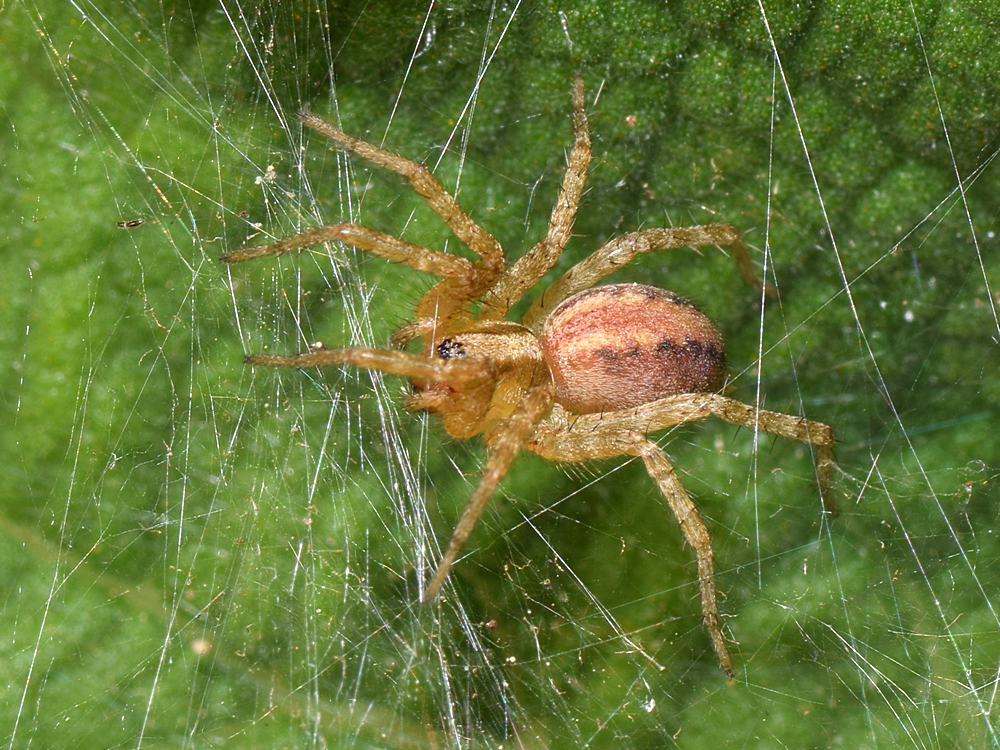 Spider.jpg