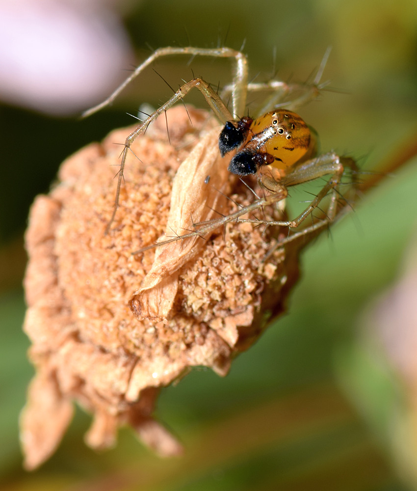 Spider.jpg