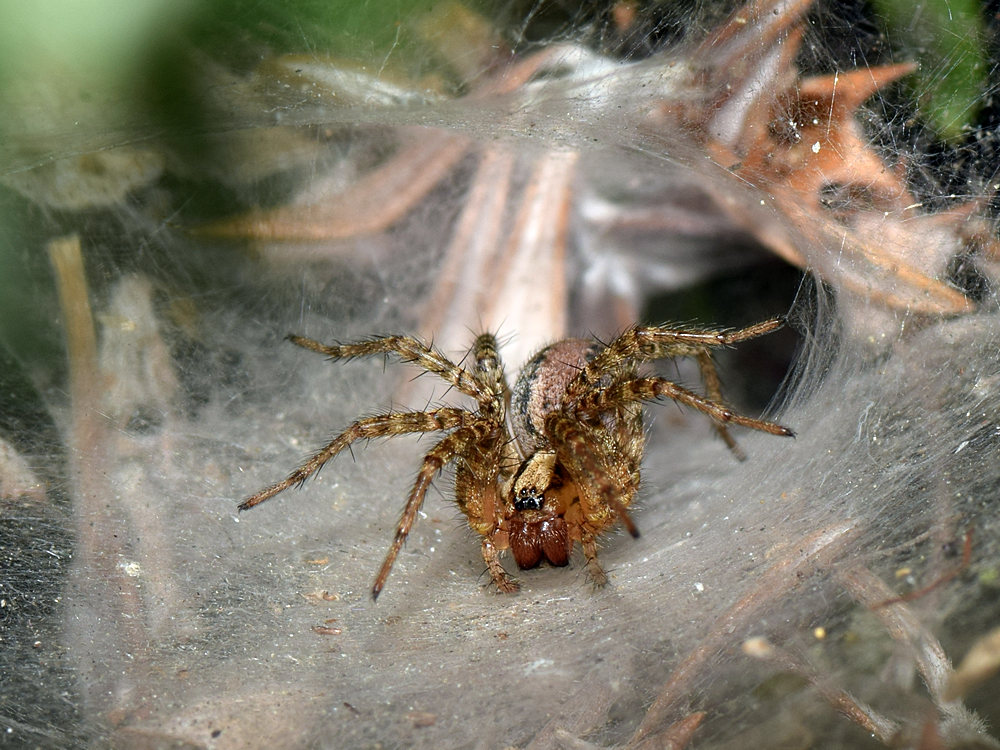 Spider.jpg
