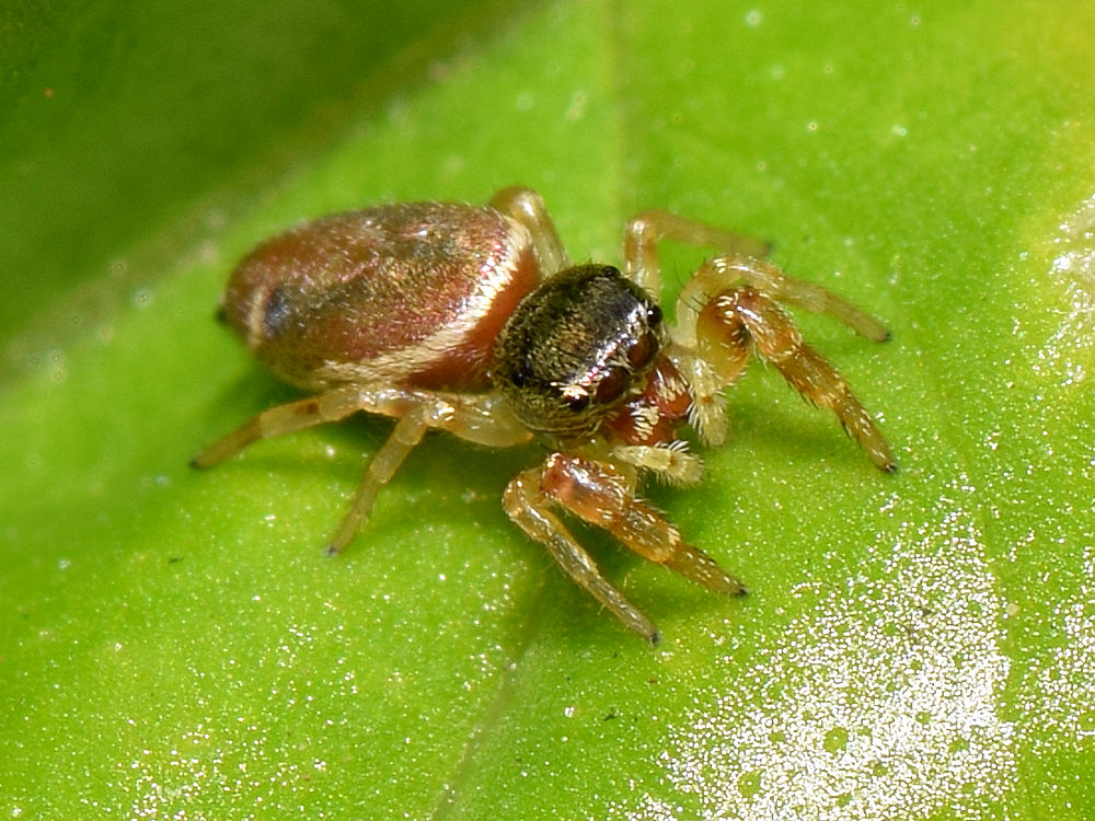 Spider.jpg