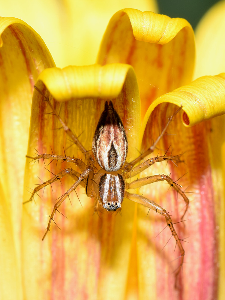 Spider.jpg