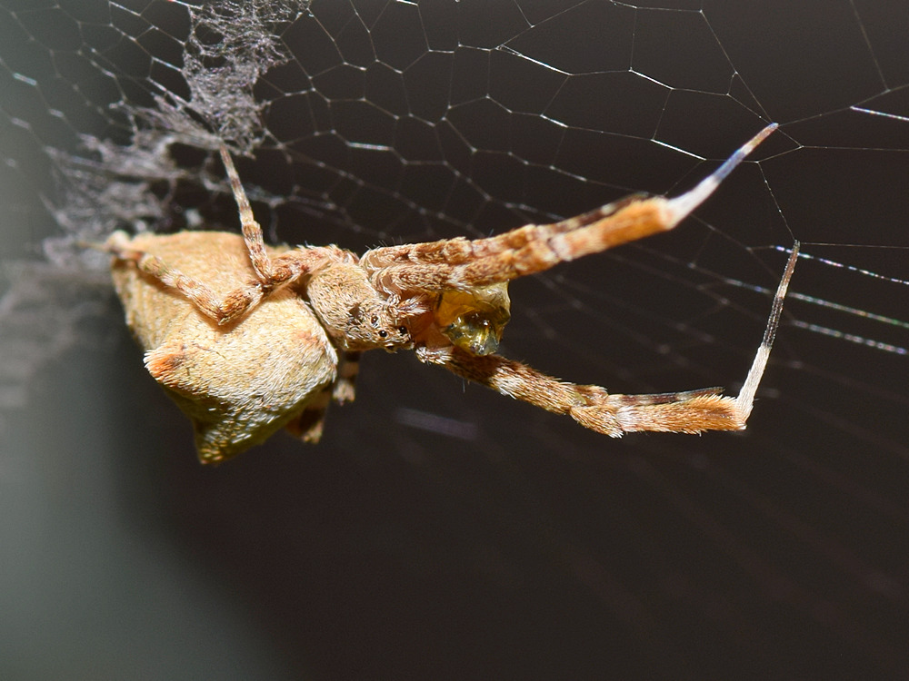 Spider.jpg