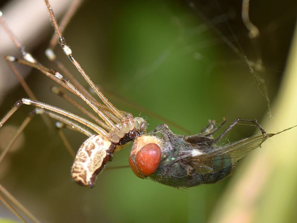 Spider.jpg