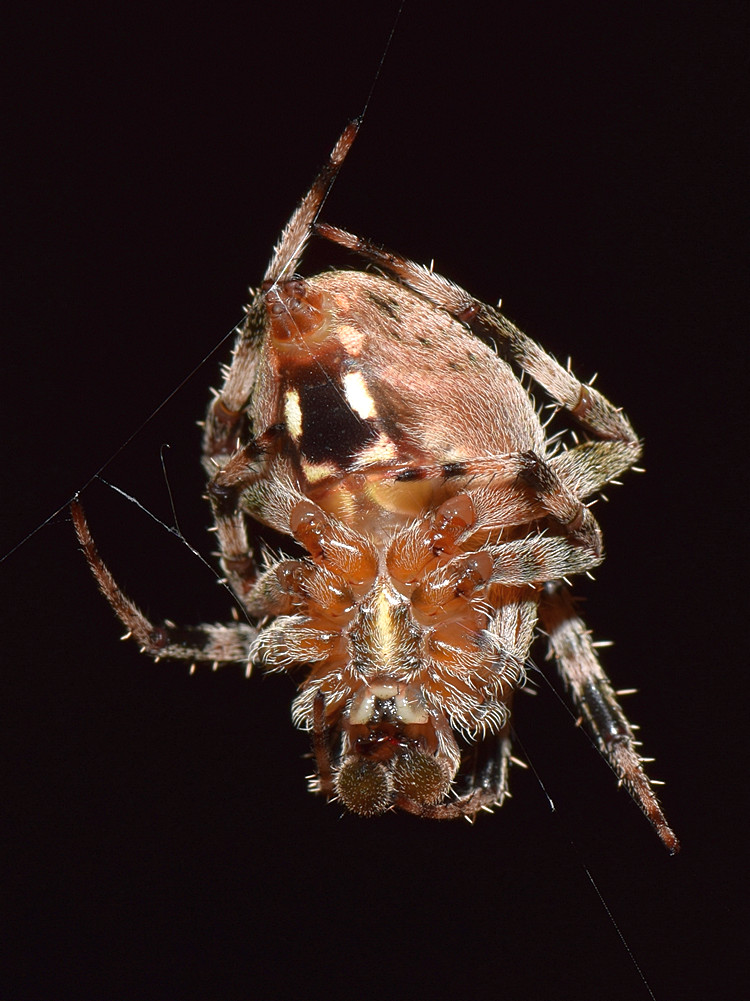 Spider.jpg