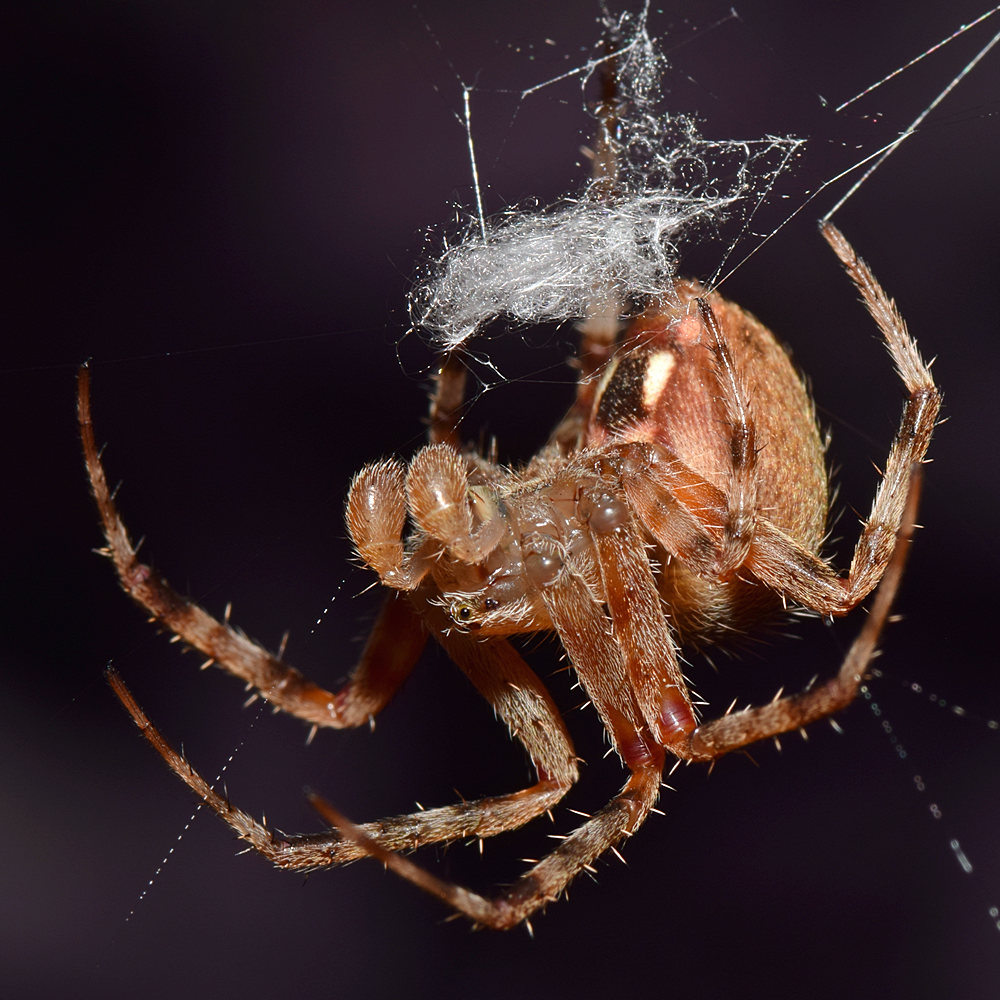 Spider.jpg