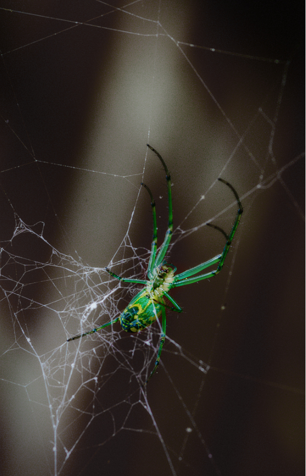 spider.jpg