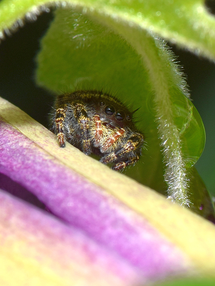Spider.jpg