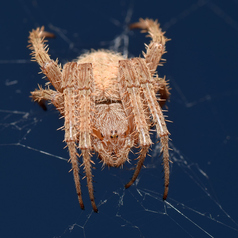 Spider.jpg