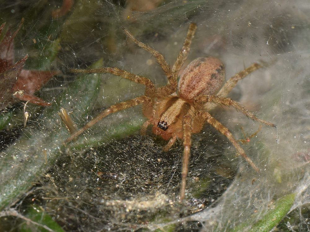 Spider.jpg