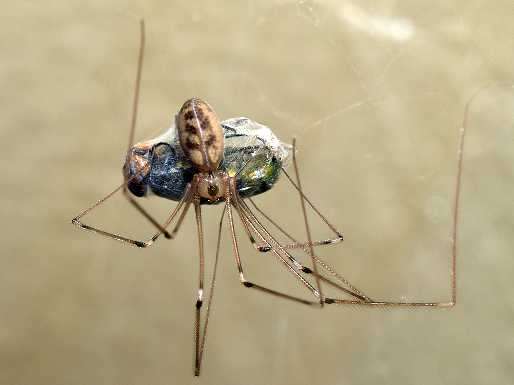 Spider.jpg
