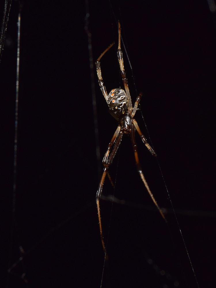 Spider.jpg