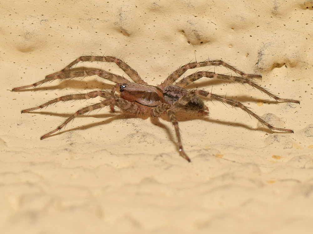 Spider.jpg