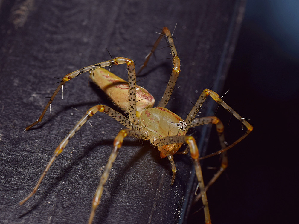 Spider.jpg