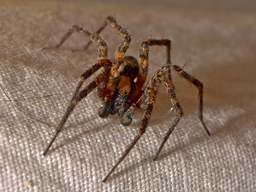 Spider.jpg
