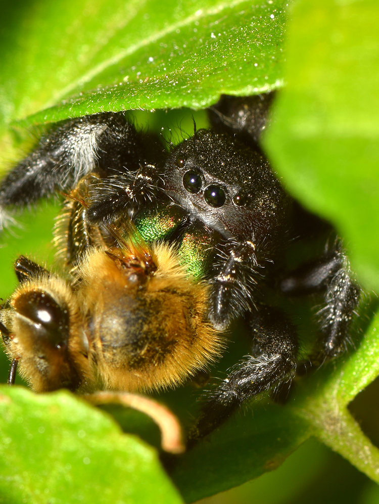 Spider.jpg