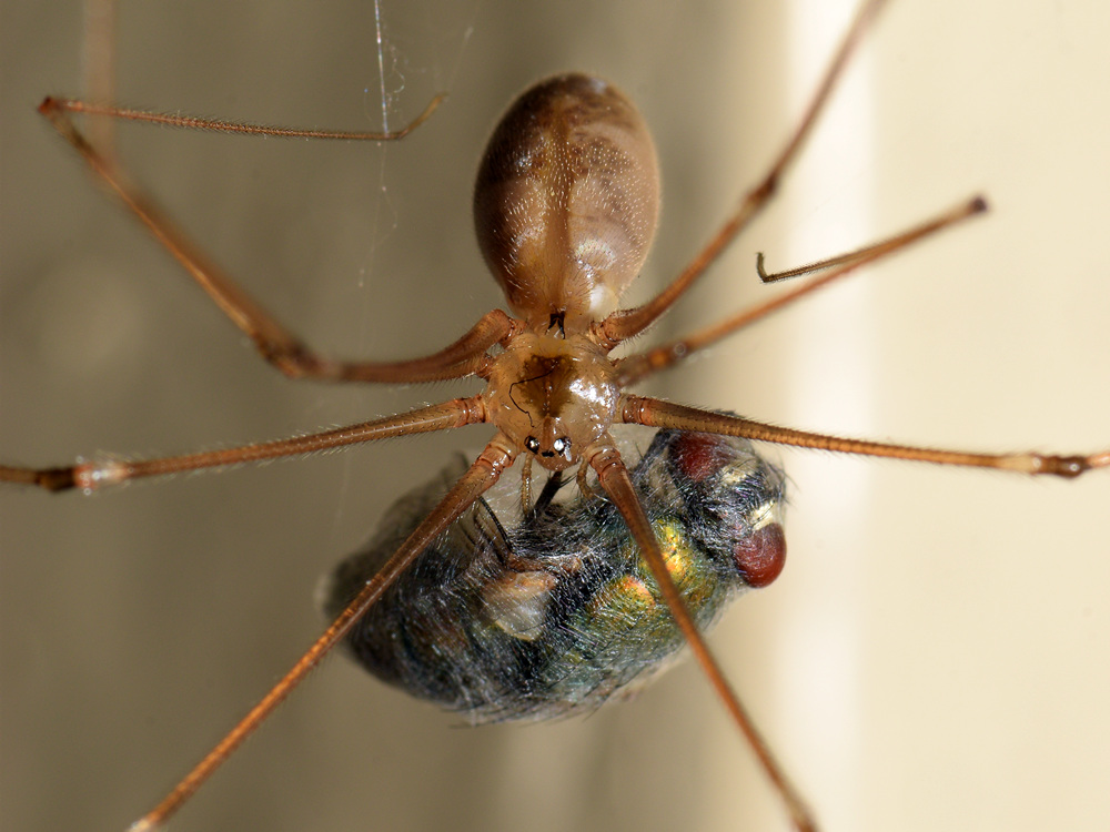 Spider.jpg