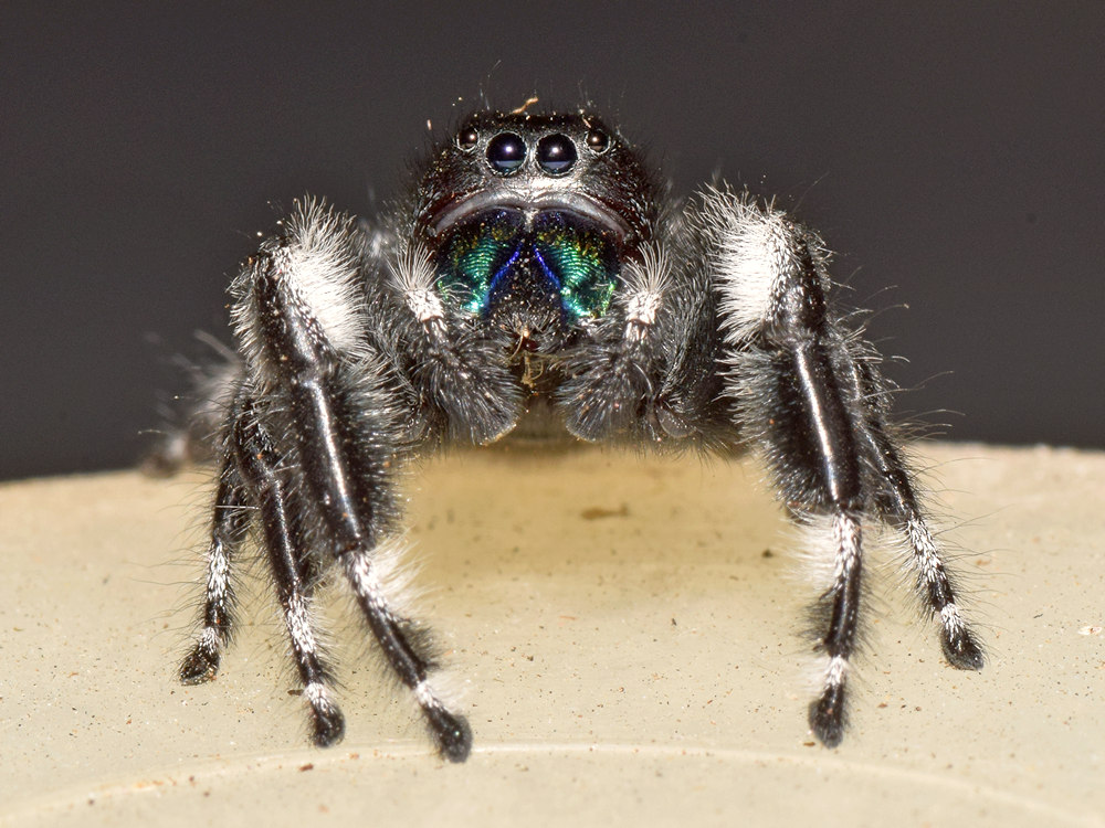Spider.jpg