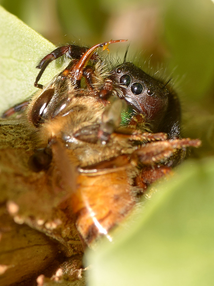 Spider.jpg