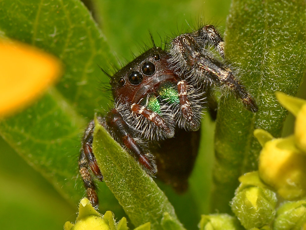 Spider.jpg