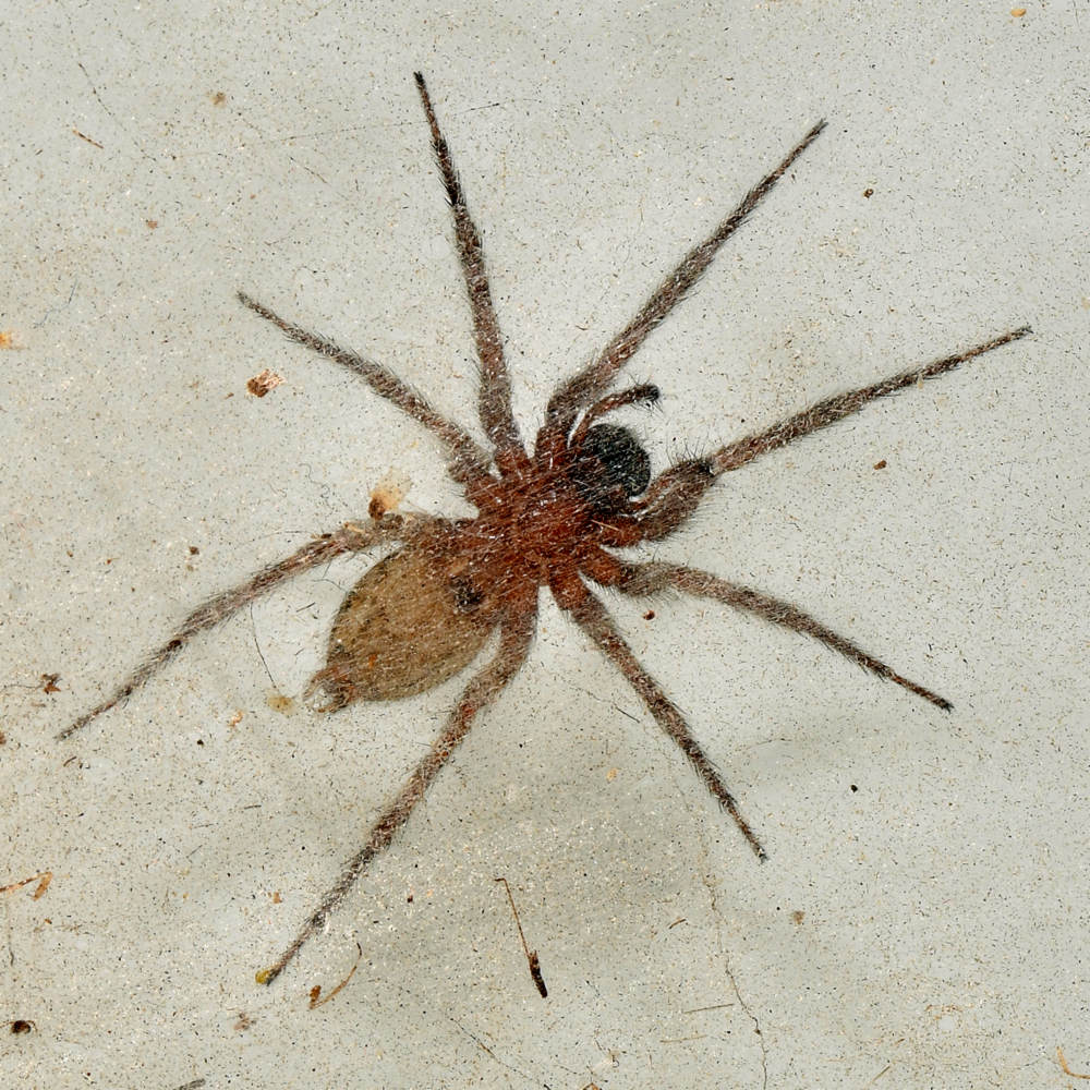 Spider.JPG