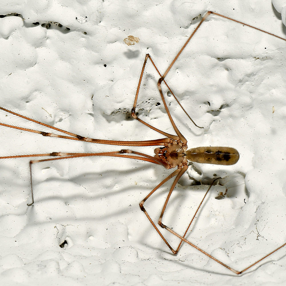 Spider.jpg