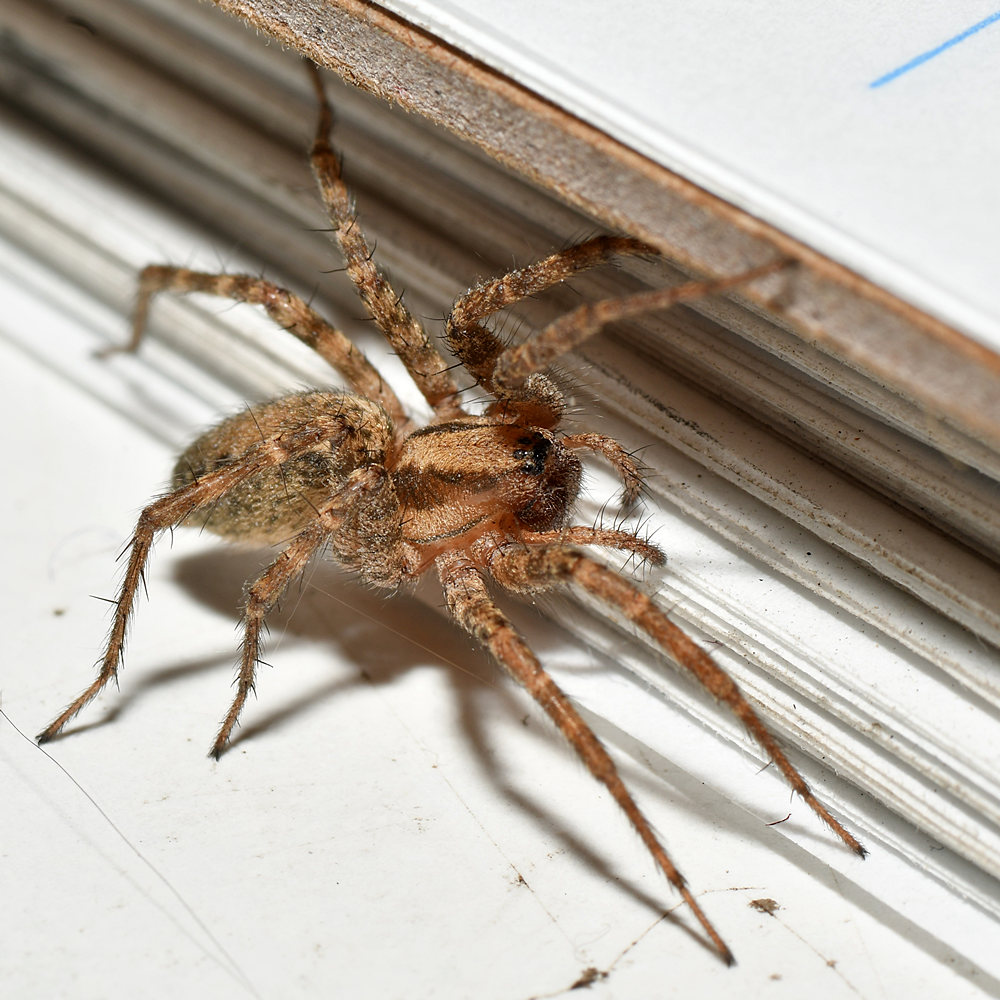 Spider.jpg