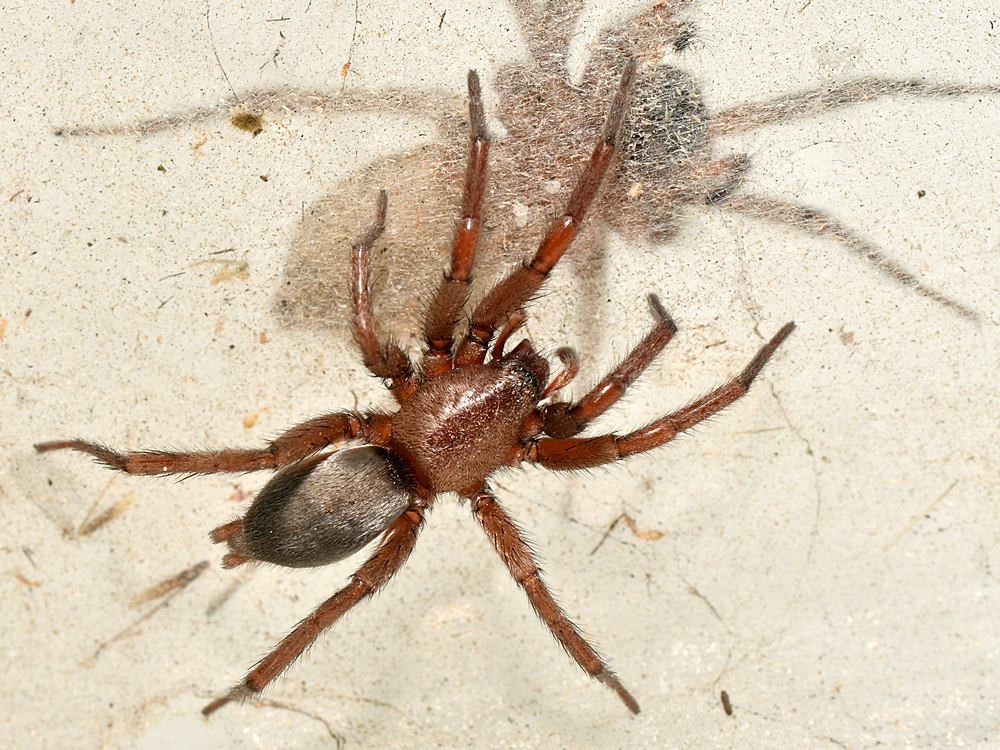 Spider.jpg