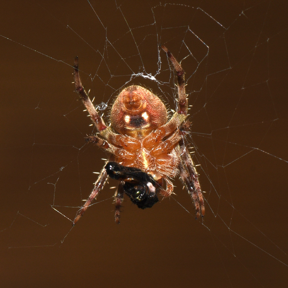 Spider.jpg