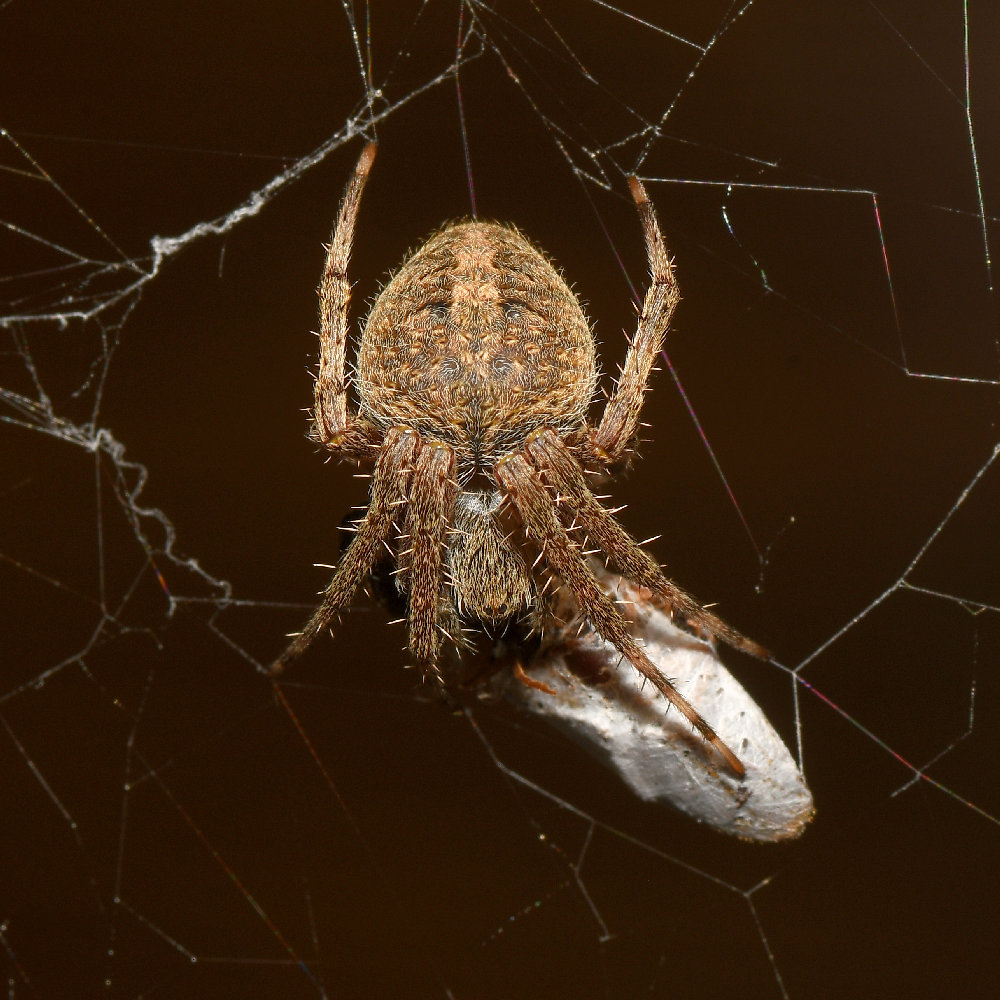 Spider.jpg