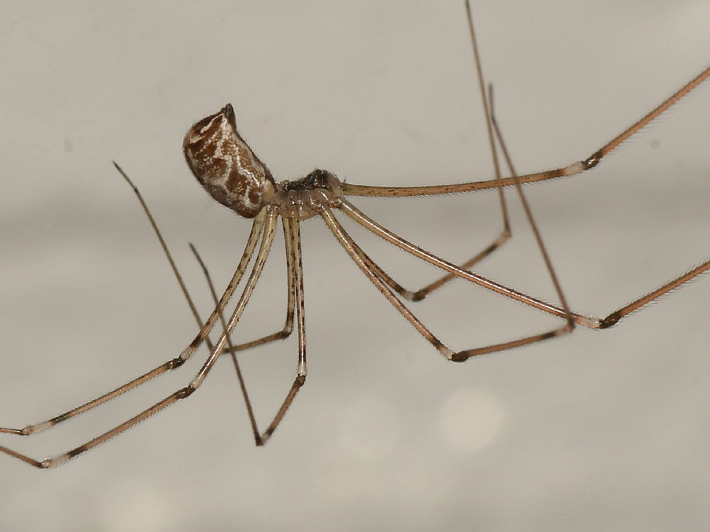 Spider.jpg