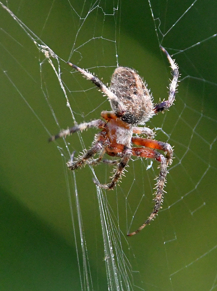 Spider.jpg