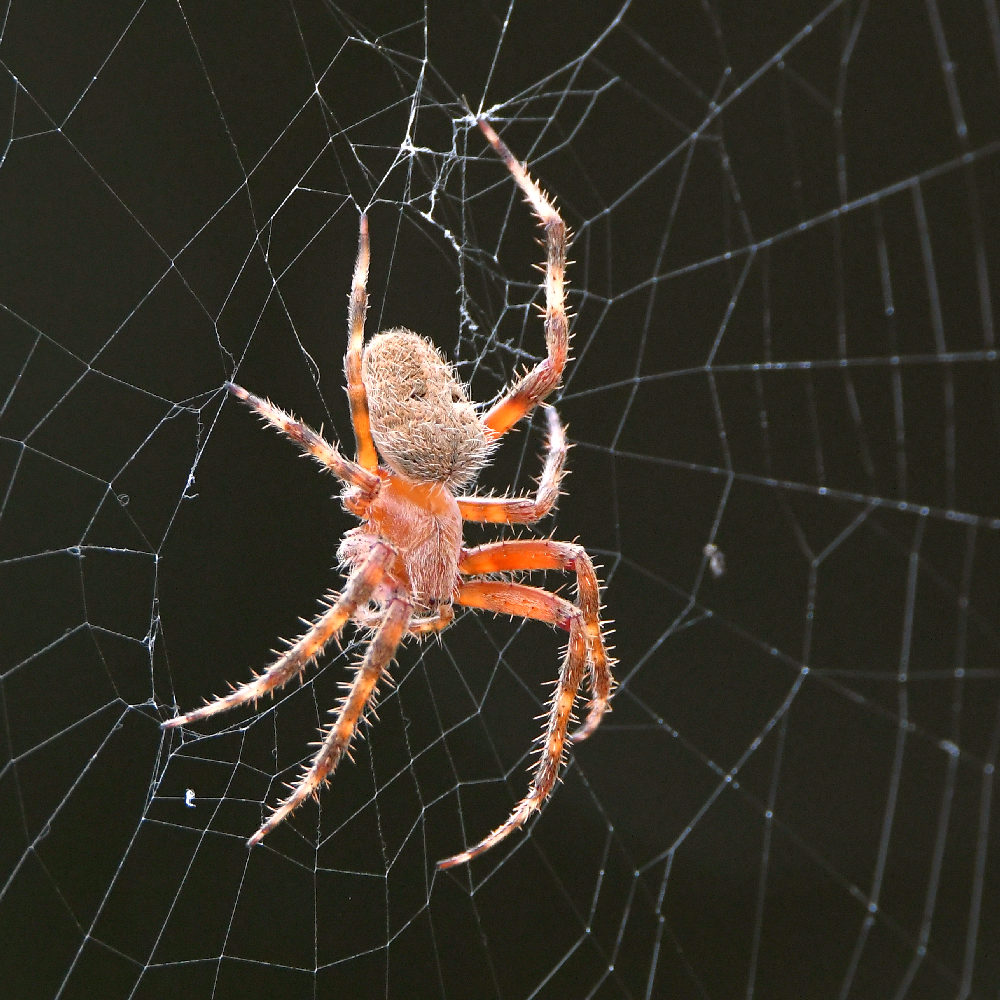 Spider.jpg
