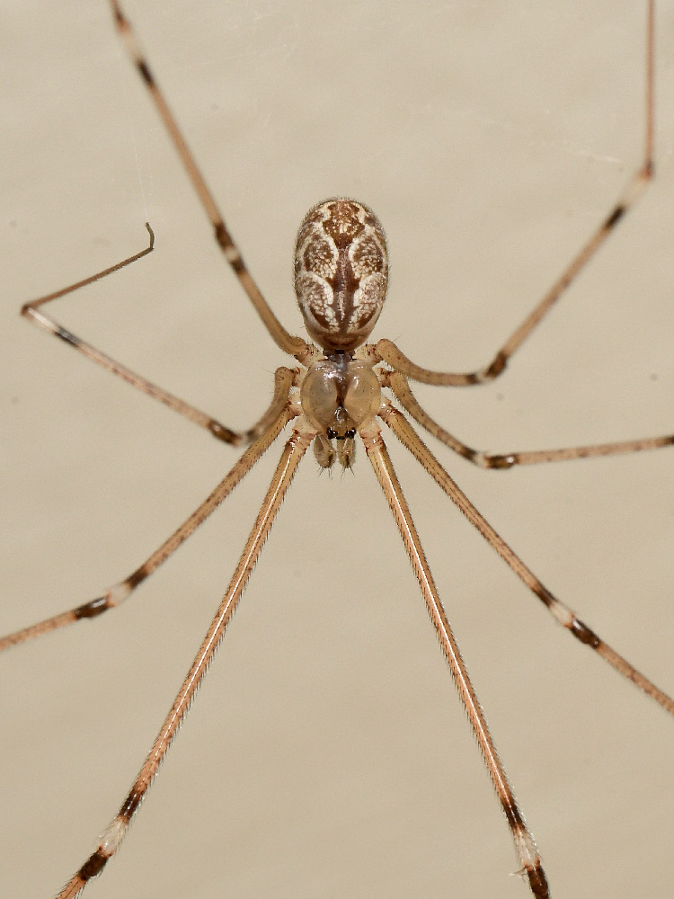 Spider.jpg
