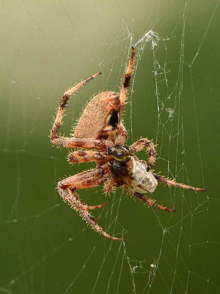 Spider.jpg
