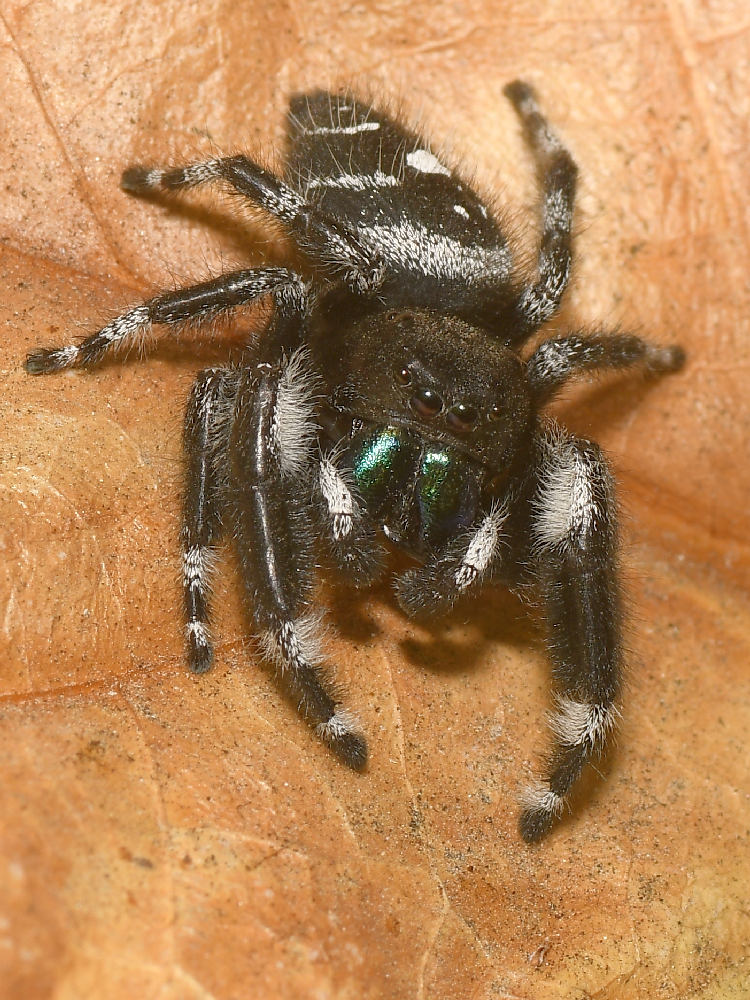 Spider.jpg