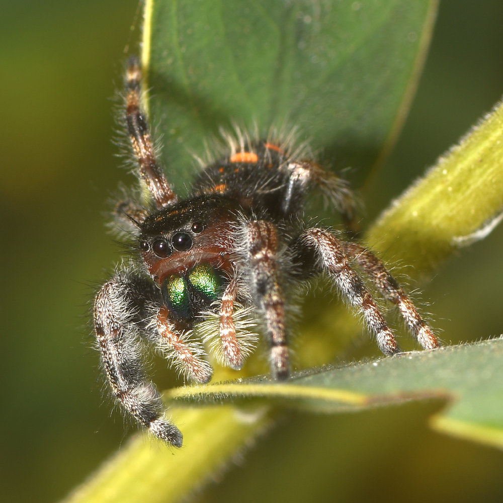 Spider.jpg
