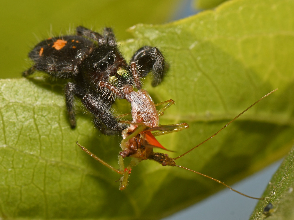 Spider.jpg