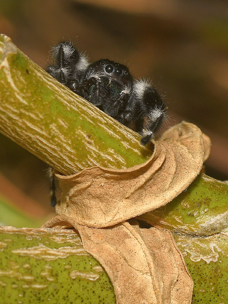 Spider.jpg