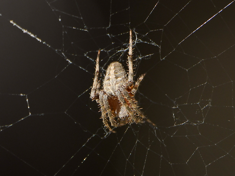 Spider.jpg