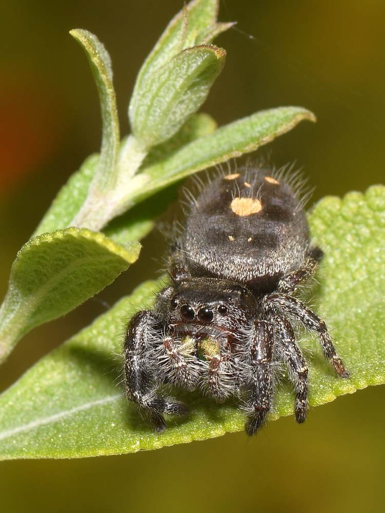 Spider.jpg