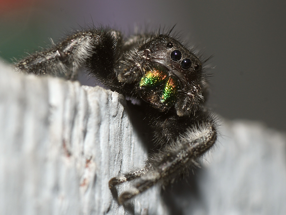 Spider.jpg