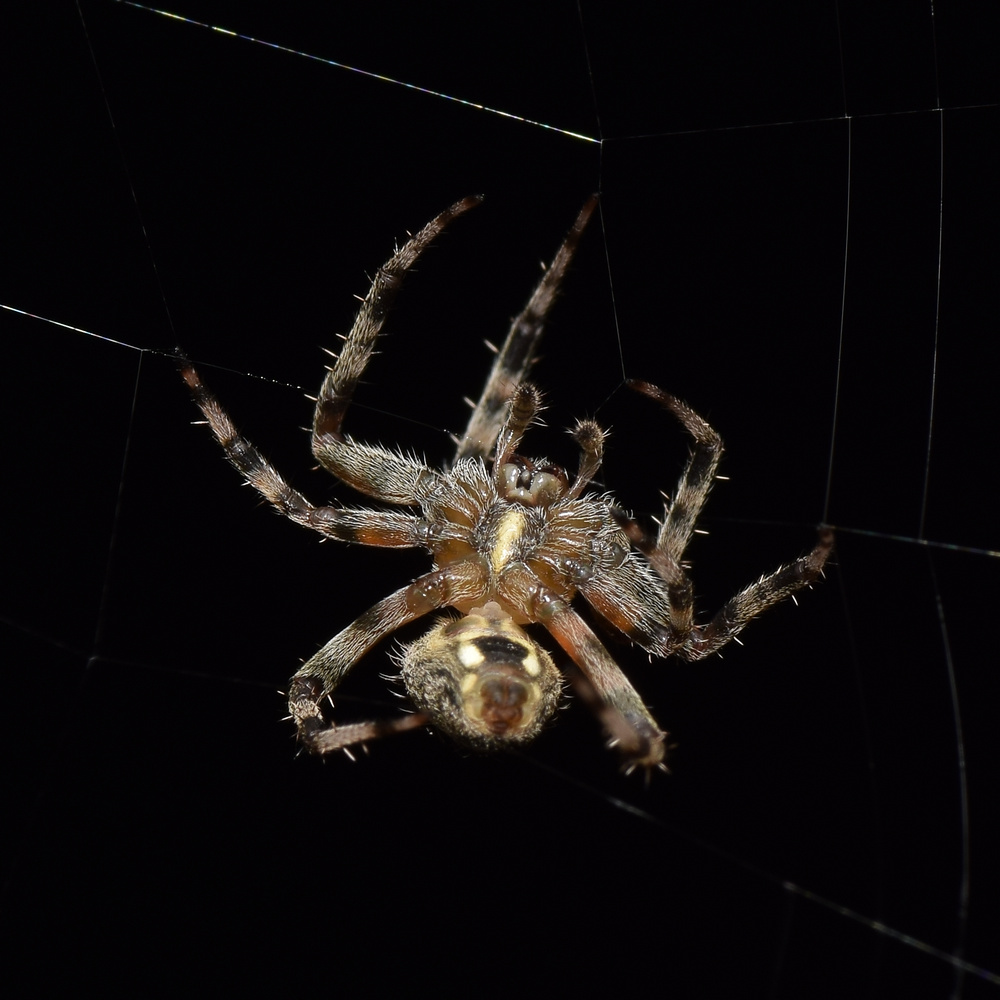Spider.jpg