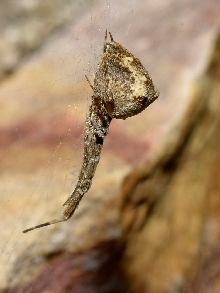 Spider.jpg