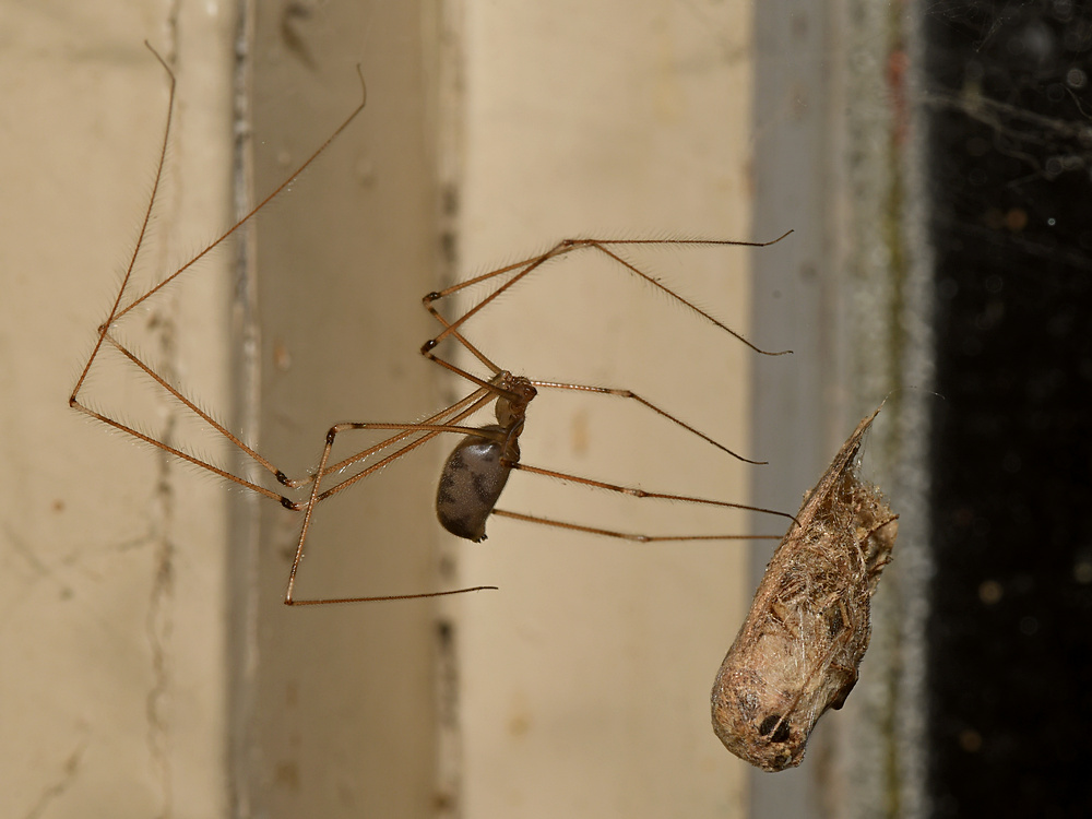 Spider.jpg