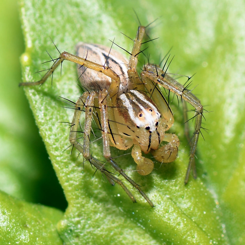 Spider.jpg