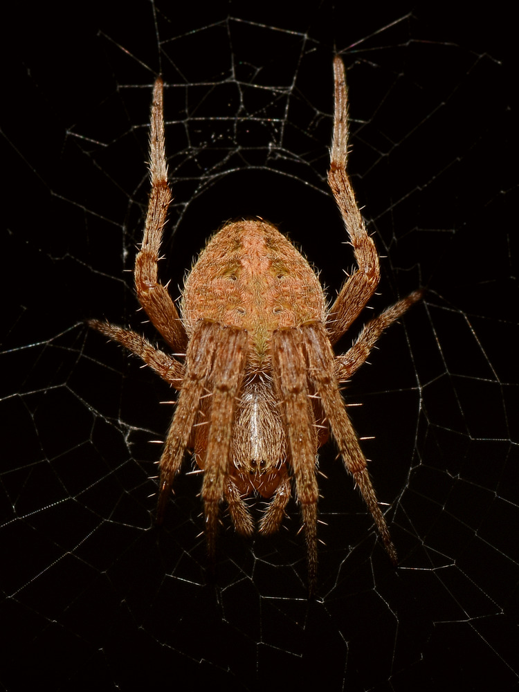 Spider.jpg